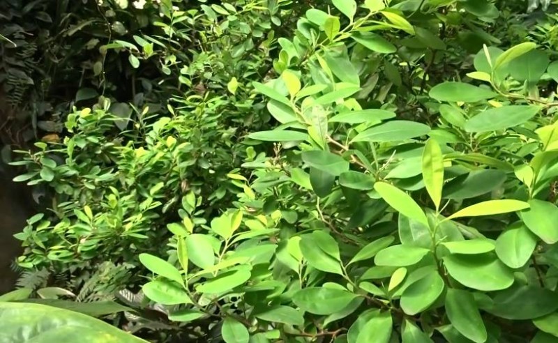 Piante Autoctone: La Chiave per un Giardino Sostenibile