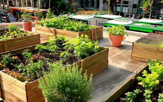 Giardinaggio Urbano: La Rivoluzione Verde nelle Città